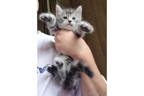 販売中の岡山県のメインクーン-120762の4枚目