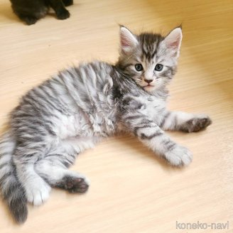 販売中の岡山県のメインクーン-120762の6枚目