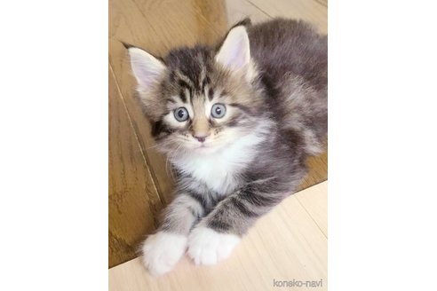 販売中の岡山県のメインクーン-120763の4枚目