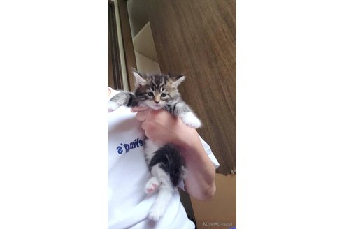 販売中の岡山県のメインクーン-120763の5枚目