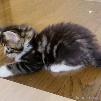 販売中の岡山県のメインクーン-120763の6枚目