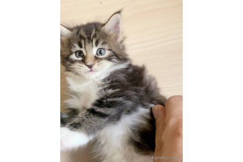 販売中の岡山県のメインクーン-120763の2枚目