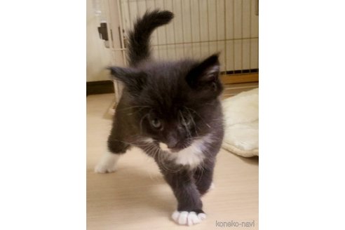 販売中の岡山県のメインクーン-120764の6枚目