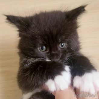 販売中の岡山県のメインクーン-120764の1枚目