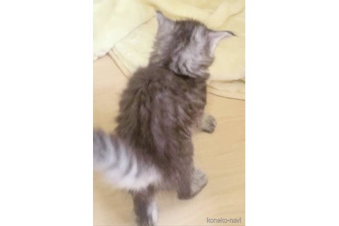 販売中の岡山県のメインクーン-120765の3枚目