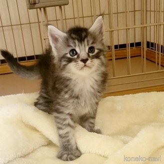 販売中の岡山県のメインクーン-120765の9枚目
