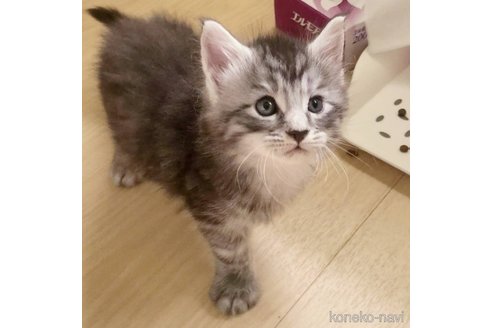 販売中の岡山県のメインクーン-120765の7枚目