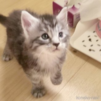 販売中の岡山県のメインクーン-120765の10枚目