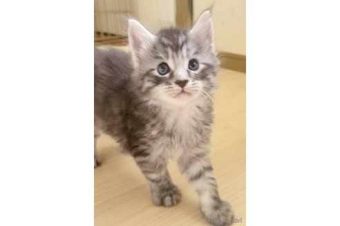 販売中の岡山県のメインクーン-120765の2枚目