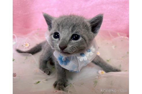 販売中の千葉県のロシアンブルー-120767の5枚目