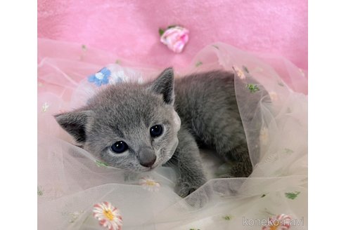 販売中の千葉県のロシアンブルー-120767の8枚目