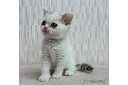 販売中の千葉県のスコティッシュフォールド-120769の2枚目
