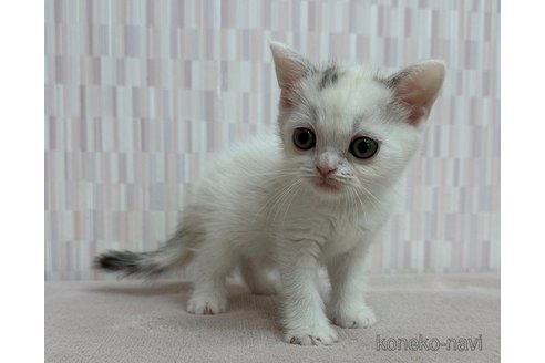 販売中の千葉県のスコティッシュフォールド-120769の3枚目