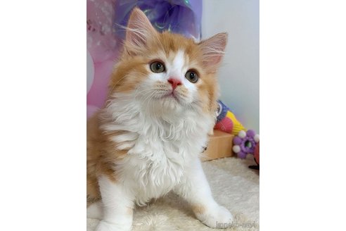 販売中の千葉県のミヌエット-120770の5枚目