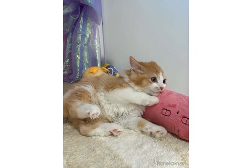販売中の千葉県のミヌエット-120770の7枚目