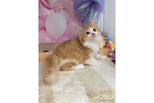 販売中の千葉県のミヌエット-120770の9枚目