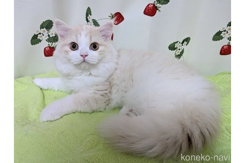 販売中の愛知県のミヌエット-112472の7枚目