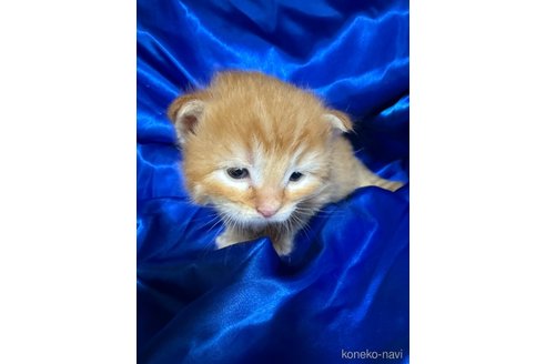 販売中の福岡県のメインクーン-120771