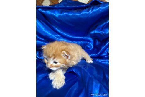 販売中の福岡県のメインクーン-120771の2枚目