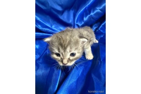 販売中の福岡県のメインクーン-120773の1枚目