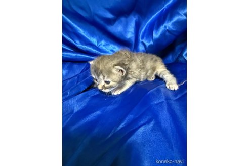 販売中の福岡県のメインクーン-120773の2枚目