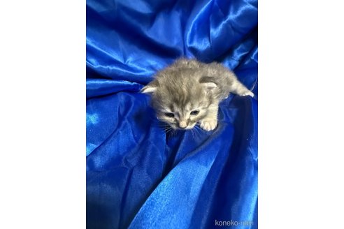 販売中の福岡県のメインクーン-120773の3枚目