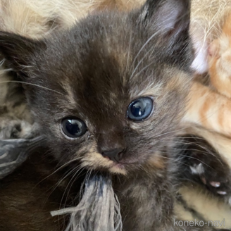 販売中の広島県のその他の猫種-120775の1枚目