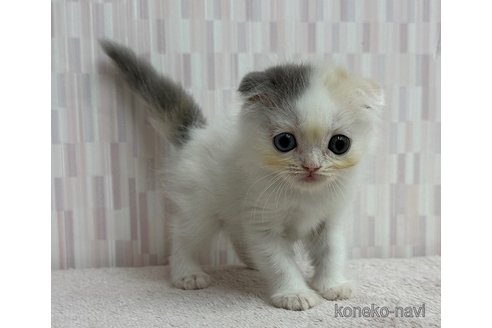 販売中の千葉県のスコティッシュフォールド(折れ耳)-120782の3枚目