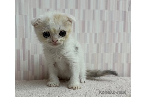 販売中の千葉県のスコティッシュフォールド(折れ耳)-120783の2枚目