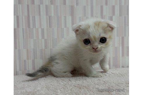 販売中の千葉県のスコティッシュフォールド(折れ耳)-120783の3枚目