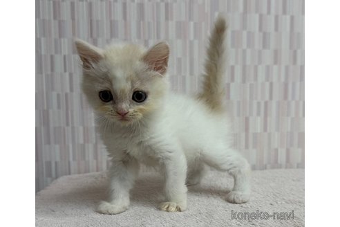 販売中の千葉県のスコティッシュフォールド-120784の2枚目