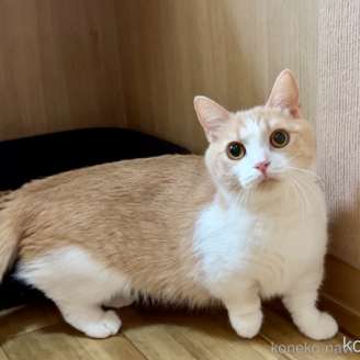 ののマンチカン(短足)-