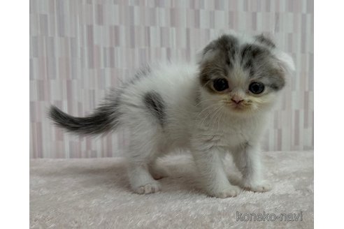 販売中の千葉県のスコティッシュフォールド(折れ耳)-120785の2枚目