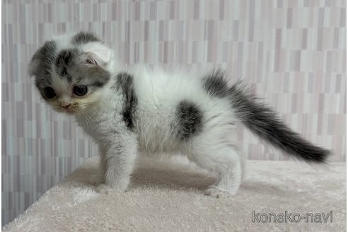 販売中の千葉県のスコティッシュフォールド(折れ耳)-120785の3枚目