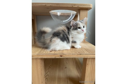 販売中の埼玉県のマンチカン(短足)-116488の2枚目