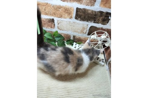 販売中の岐阜県のマンチカン(短足)-120791の4枚目