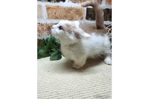 販売中の岐阜県のマンチカン(短足)-120793の4枚目