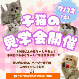 販売中の神奈川県のマンチカン(短足)-120272の4枚目