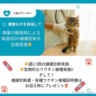 販売中の神奈川県のマンチカン(短足)-120272の5枚目