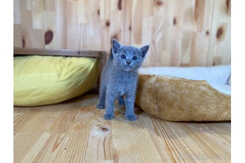 販売中の長野県のロシアンブルー-120809の4枚目