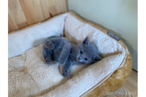 販売中の長野県のロシアンブルー-120809の3枚目