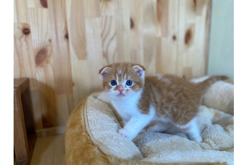 販売中の長野県のスコティッシュフォールド(折れ耳)-120810の3枚目