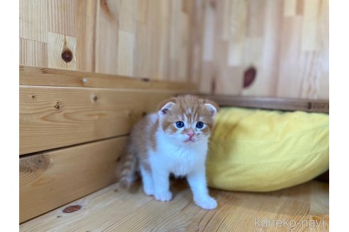 販売中の長野県のスコティッシュフォールド(折れ耳)-120810の6枚目