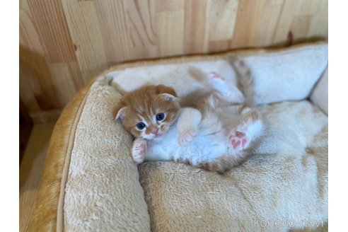 販売中の長野県のスコティッシュフォールド(折れ耳)-120810の7枚目
