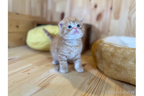 販売中の長野県のスコティッシュフォールド(折れ耳)-120811の3枚目