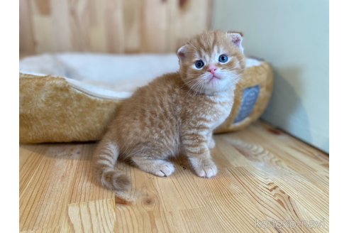 販売中の長野県のスコティッシュフォールド(折れ耳)-120811の4枚目