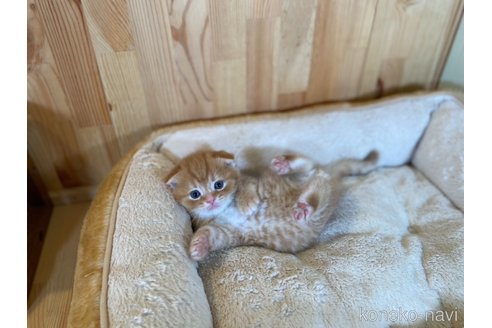 販売中の長野県のスコティッシュフォールド(折れ耳)-120811の7枚目