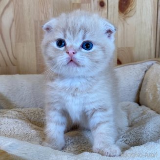 販売中の長野県のスコティッシュフォールド(折れ耳)-120812