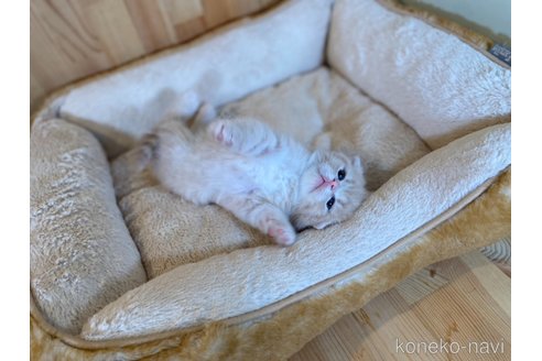 販売中の長野県のスコティッシュフォールド(折れ耳)-120812の4枚目