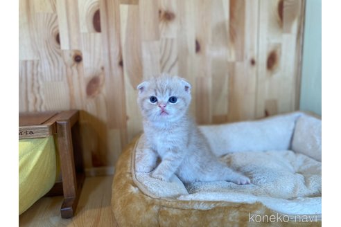 販売中の長野県のスコティッシュフォールド(折れ耳)-120812の5枚目